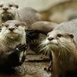 Twitch stream shows otters on the Pools, Hot Tubs, and Beaches category