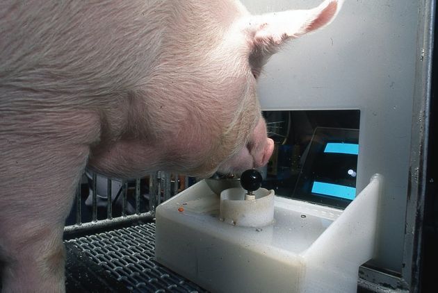 The scientific breakthrough of the century: pigs can play videogames