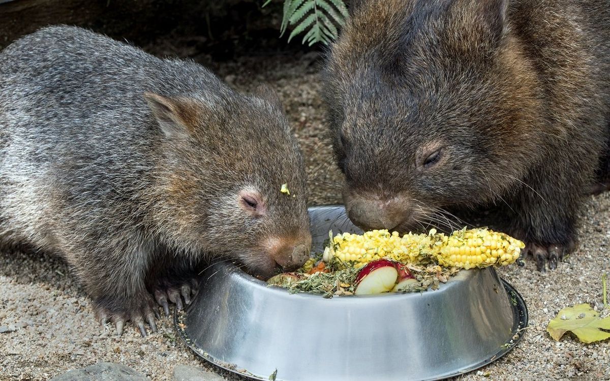 How wombats poop a square out of a round hole