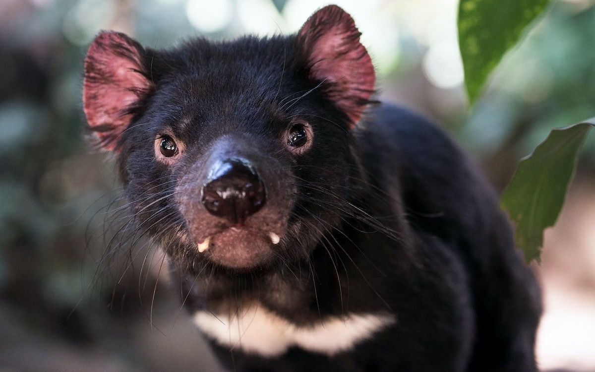 Tasmanian devil joeys born on mainland Australia for first time in 3,000 years