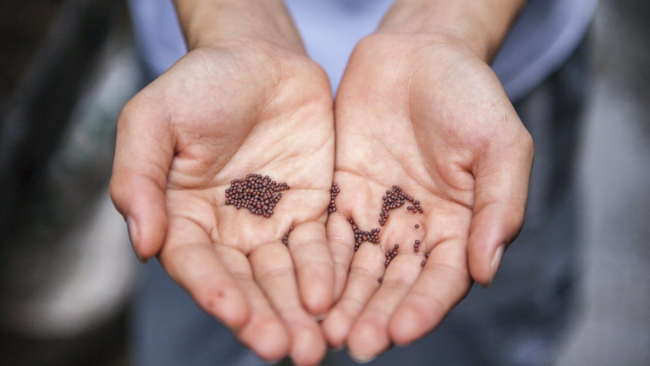 Australia implements postal X-ray to sniff out seeds no one ordered