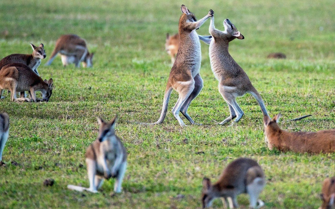 Everyone looks ridiculous in the Australian media bargaining code fight