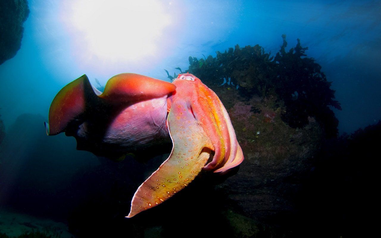 Cuttlefish join the ranks of species to pass the marshmallow test