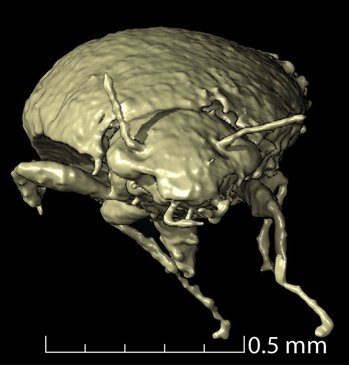 Scientists discover Triassic era beetle perfectly preserved in dino-dung