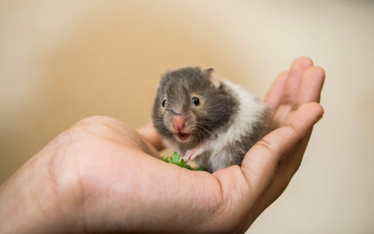 Why one cute hamster says everything you need to know about what online learning should be